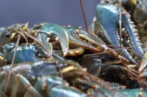 它在德國 泛濫 ,比小龍蝦還難弄,吃貨見后不淡定 來中國試試